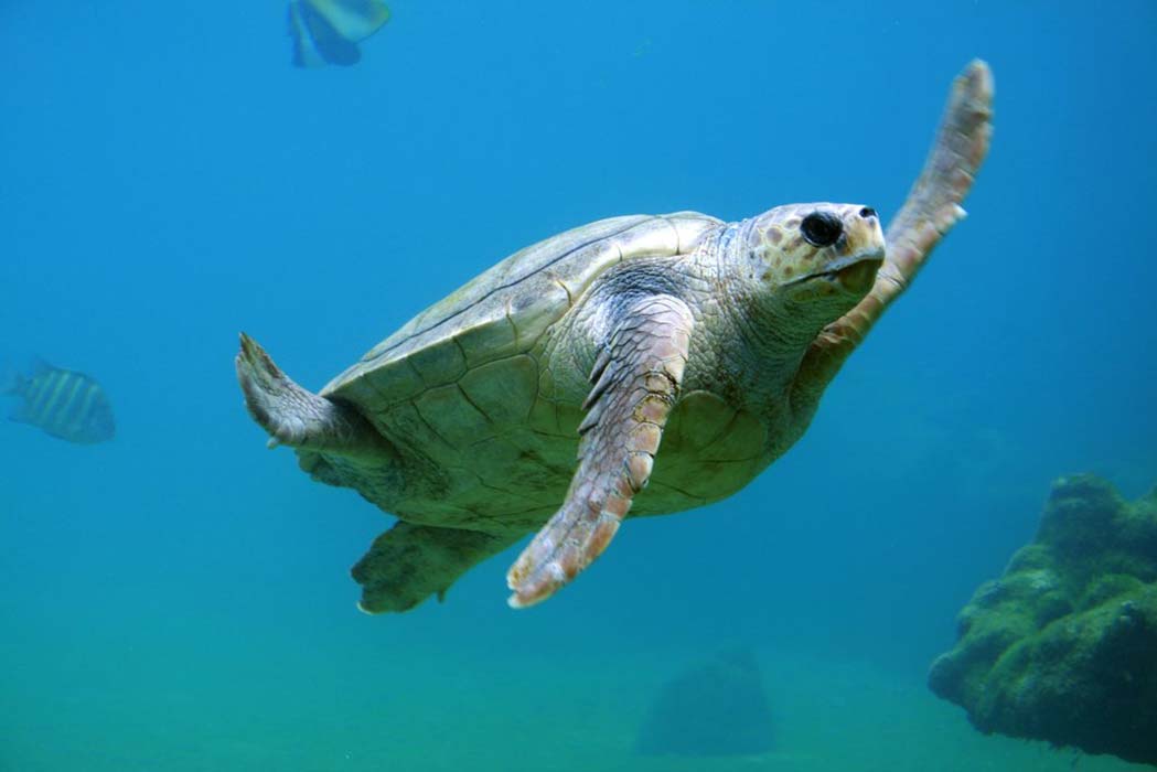 A sea turtle in an aquarium display